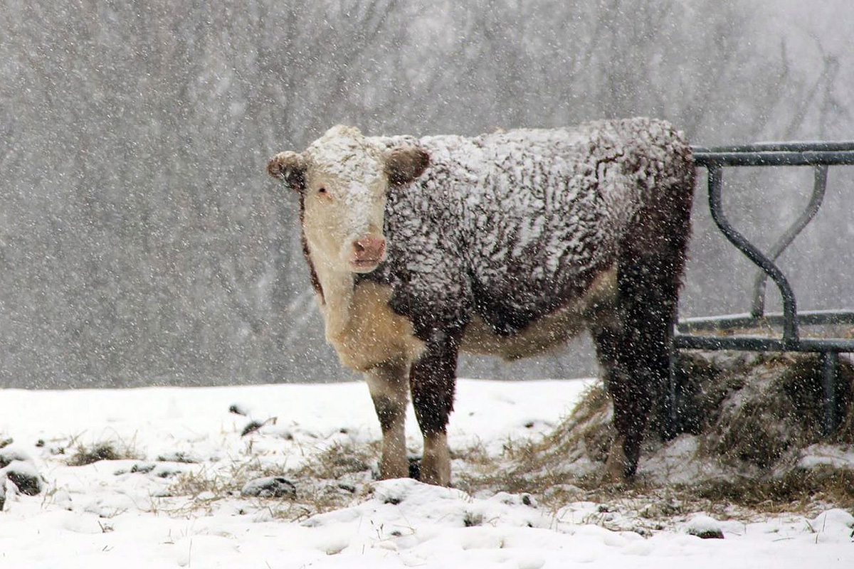 Всего по 1-2 центнера кормов на голову скота осталось к весне в некоторых районах Витебщины