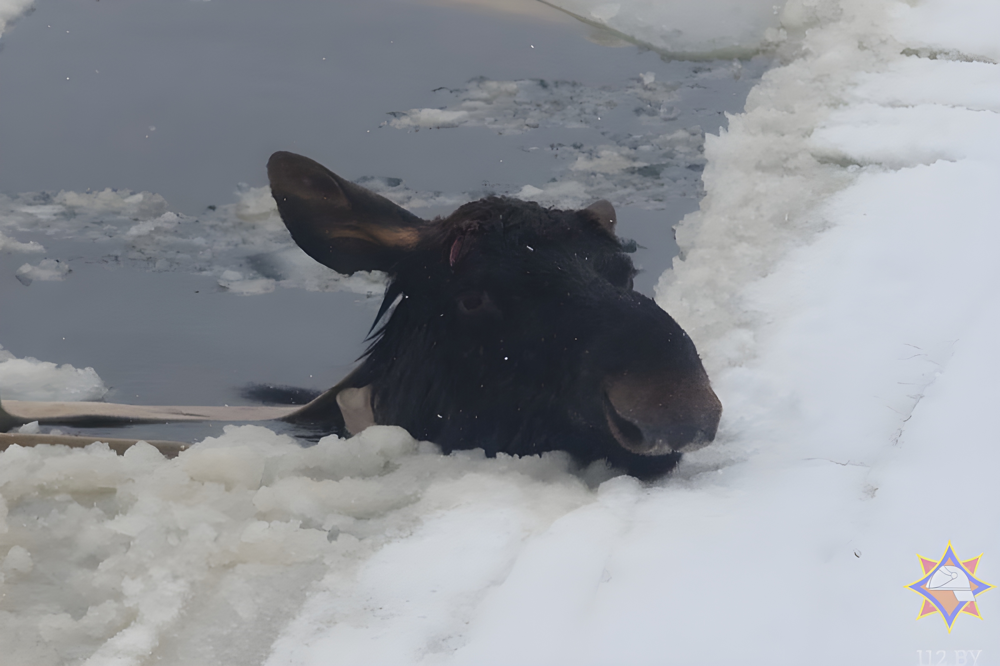 Лось провалился под лед в Миорском районе, чтобы его спасти потребовалась помощь пожарных. Видео