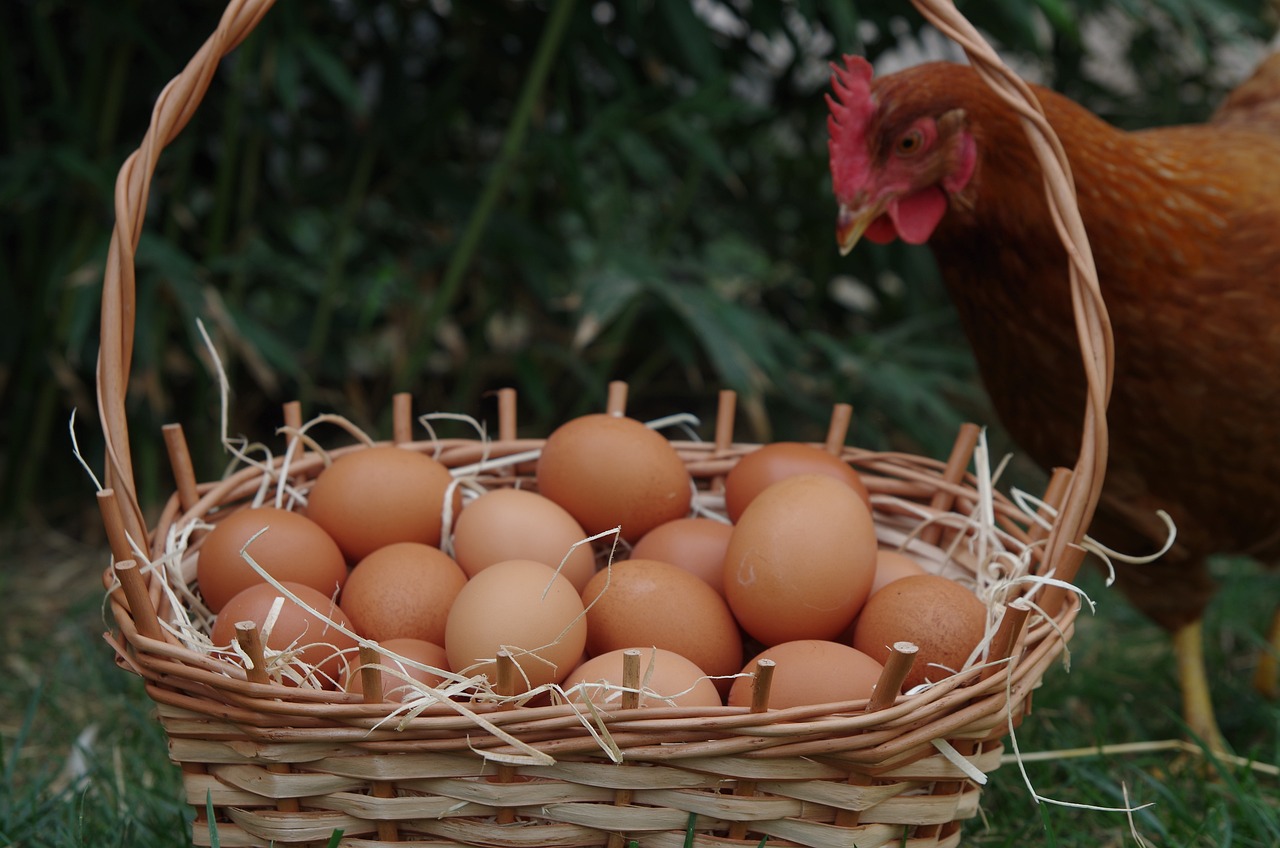 Курица и яйца. Фото pixabay.com