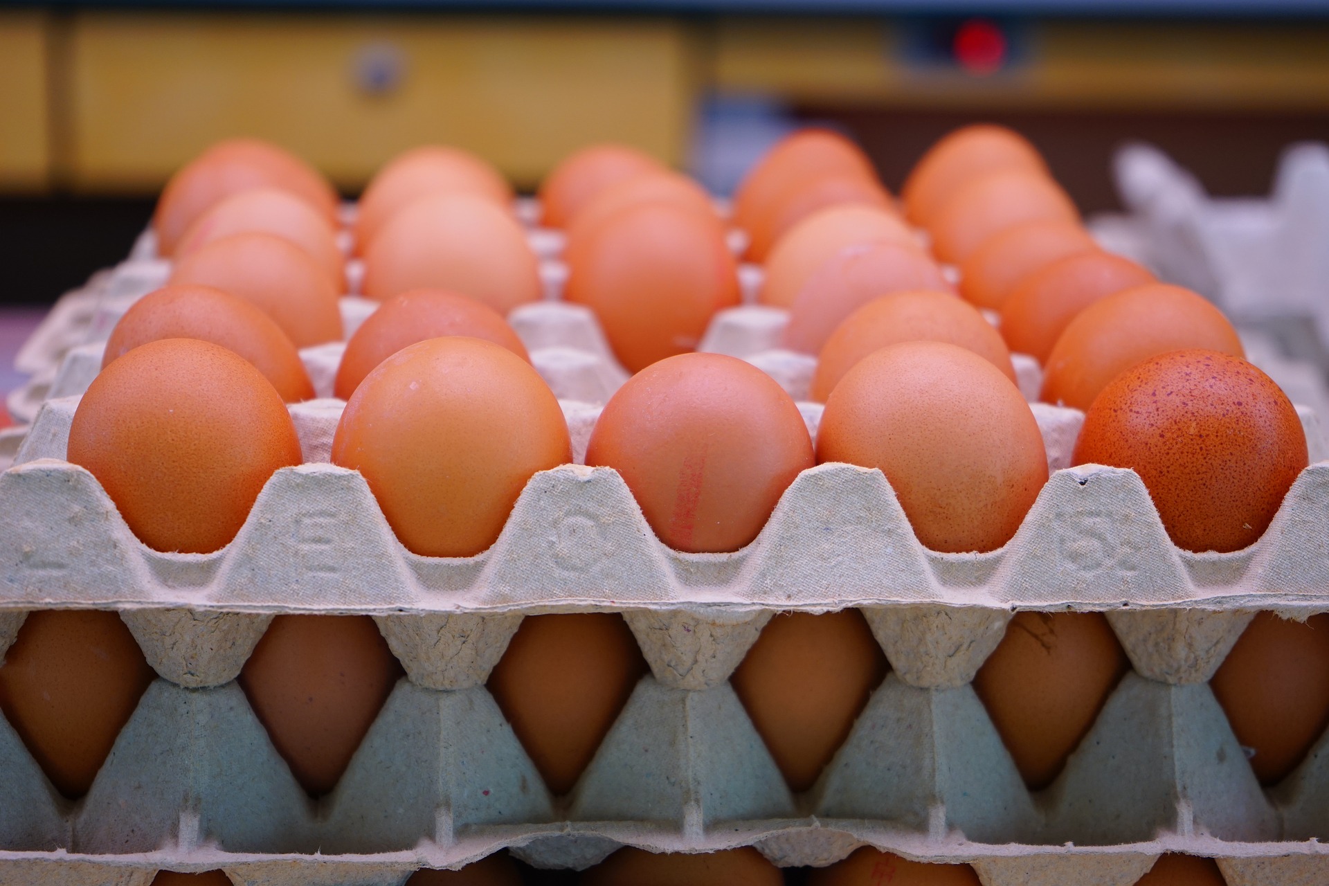 Куриные яйца в лотках. Фото pixabay.com