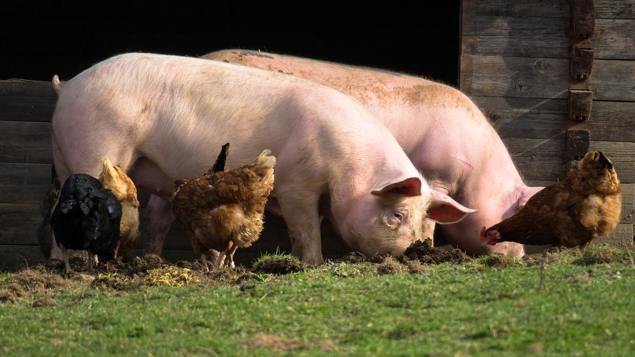 Свиньи и куры. Фото pixabay.com