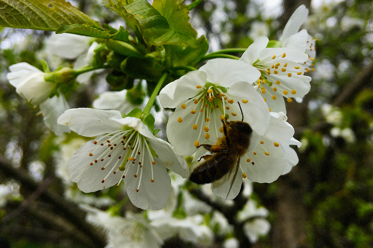 Пчелы работают на черемухе. Фото  Сергея Серебро