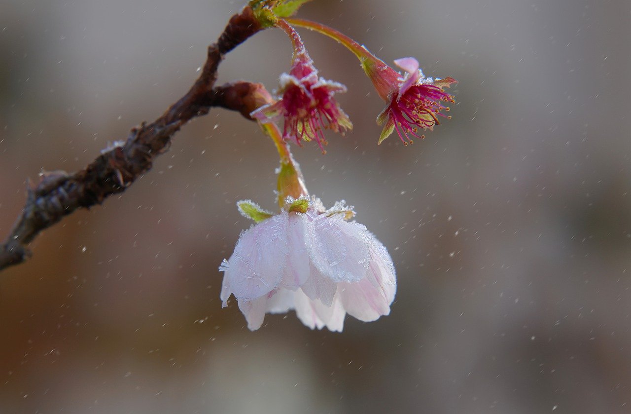 Заморозки, обледенелый цветок вишни. Фото pixabay.com
