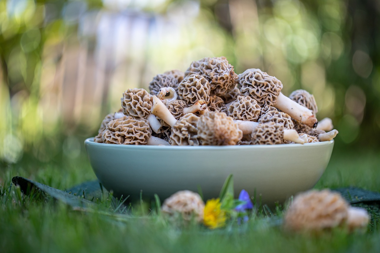 Весенние грибы сморчки. Фото pixabay.com
