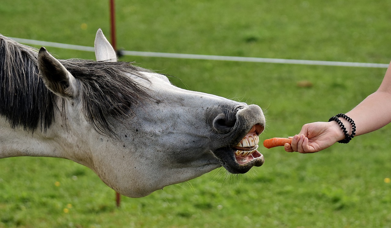 Морковка и лошадка. Фото pixabay.com