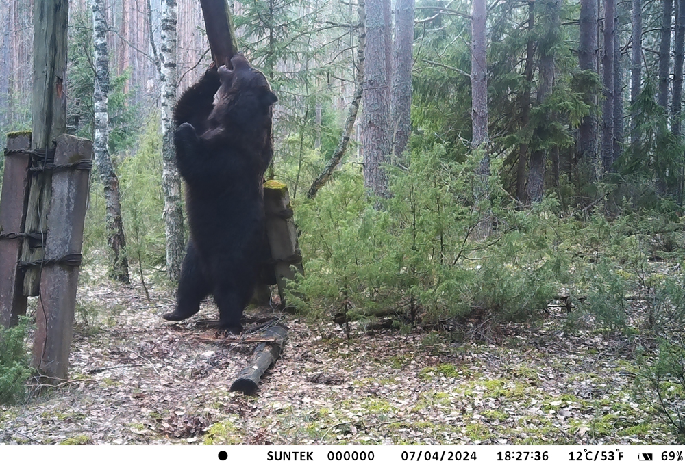 Огромный медведь чешет спину об опору ЛЭП. Фото Березинского биосферного заповедника