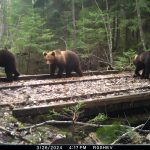 Посмотрите, сколько медвежат! Уникальные кадры из фотоловушки Березинского заповедника