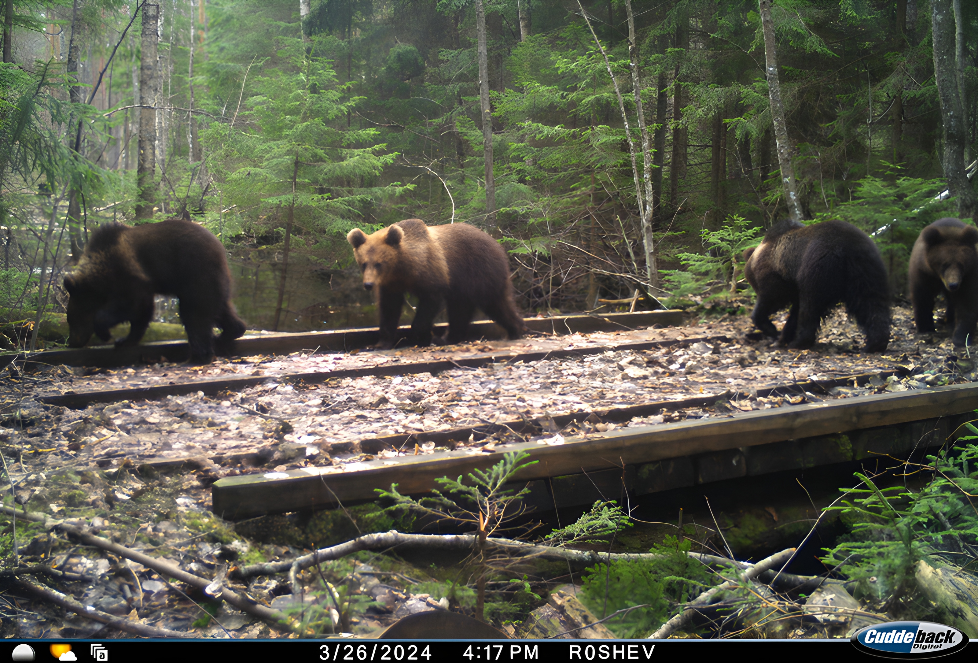 Сразу четыре медвежонка на мостике. Фото Березинского биосферного заповедника