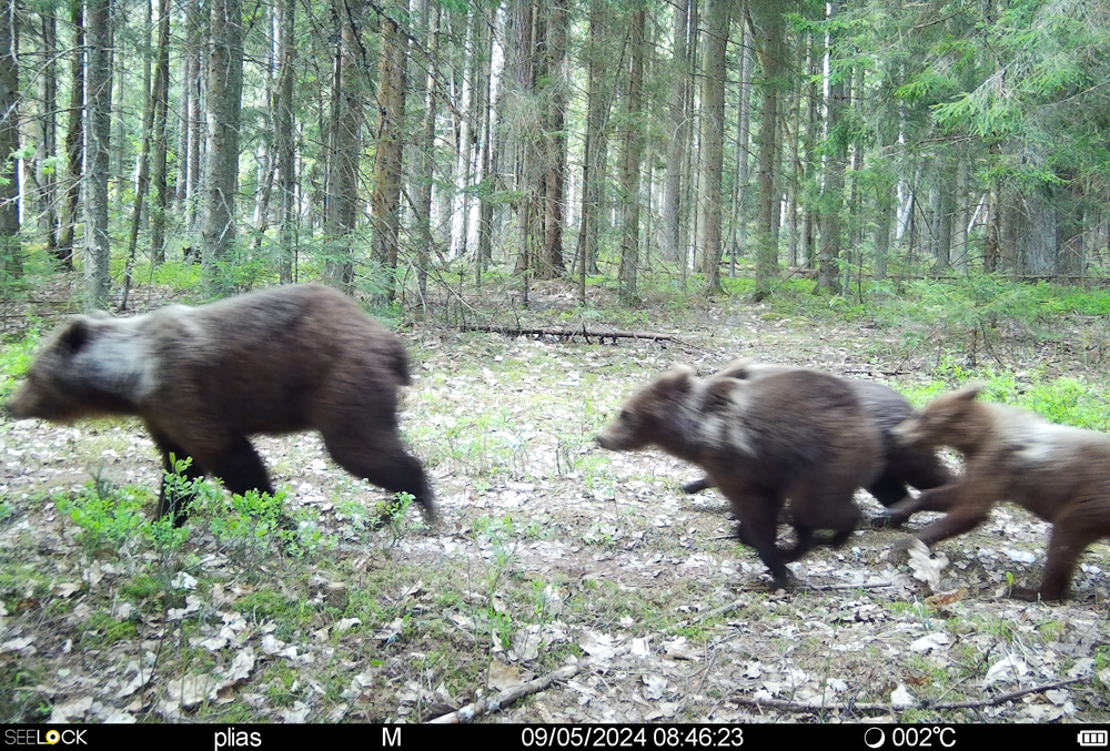 Семейство медведей улепетывает. Фото Березинского биосферного заповедника