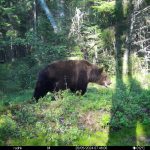 Медвежье царство — косолапые чаще других попадали в объектив фотоловушек Березинского заповедника