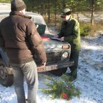 Лесники начали проверки на дорогах Витебщины — ловят тех, кто самовольно рубит ёлочки к Новому году